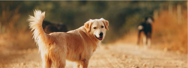 Why choose Gudog?