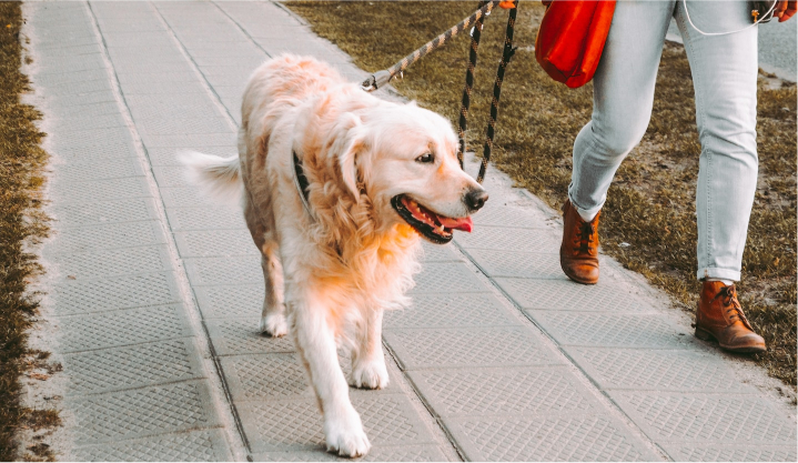 Dog Walk